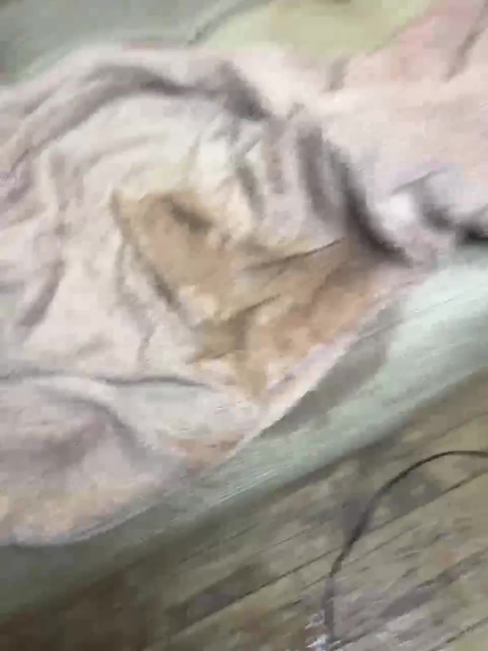 View or download file realityshow on 2023-01-11 from bongacams