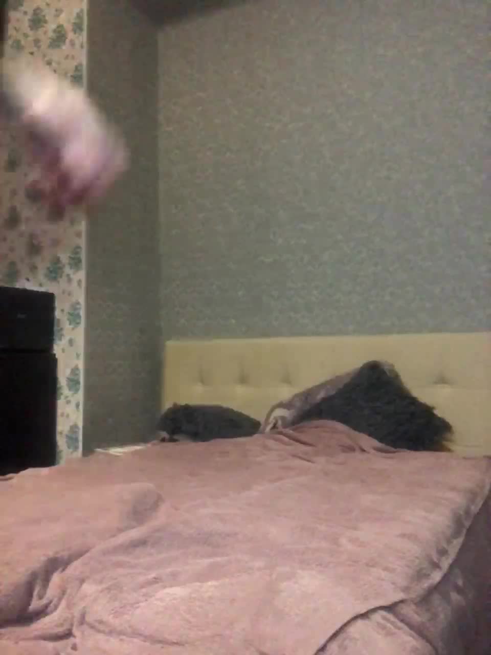 View or download file l4dycandy on 2023-01-29 from bongacams