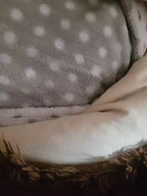 View or download file 8alexandra8 on 2023-02-14 from bongacams