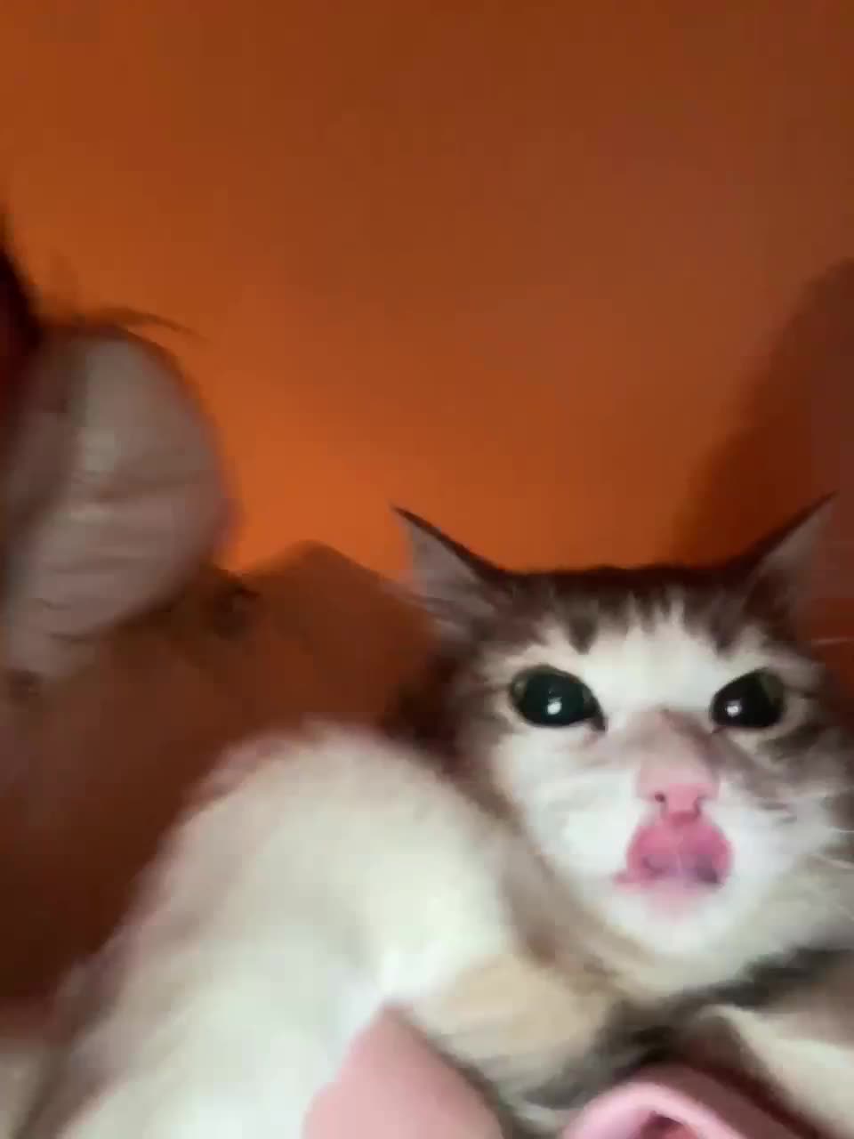 View or download file banana_peach on 2023-02-14 from bongacams