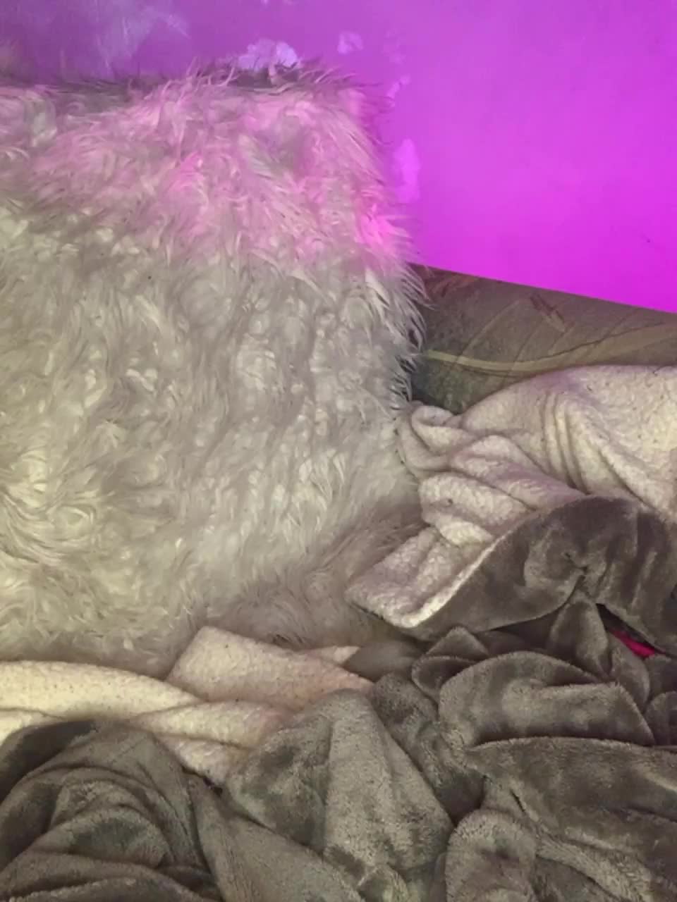 View or download file homptydompty on 2023-02-17 from bongacams