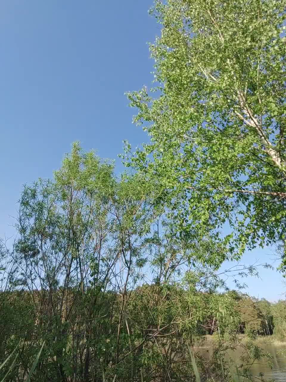 View or download file bunnies2 on 2023-06-08 from bongacams