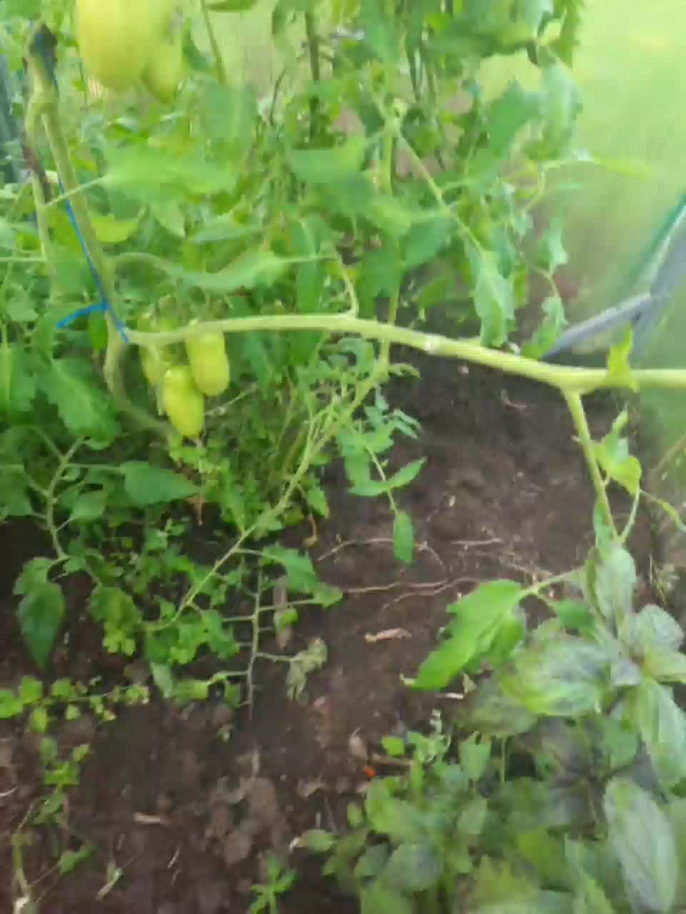 View or download file belsed on 2023-08-02 from bongacams