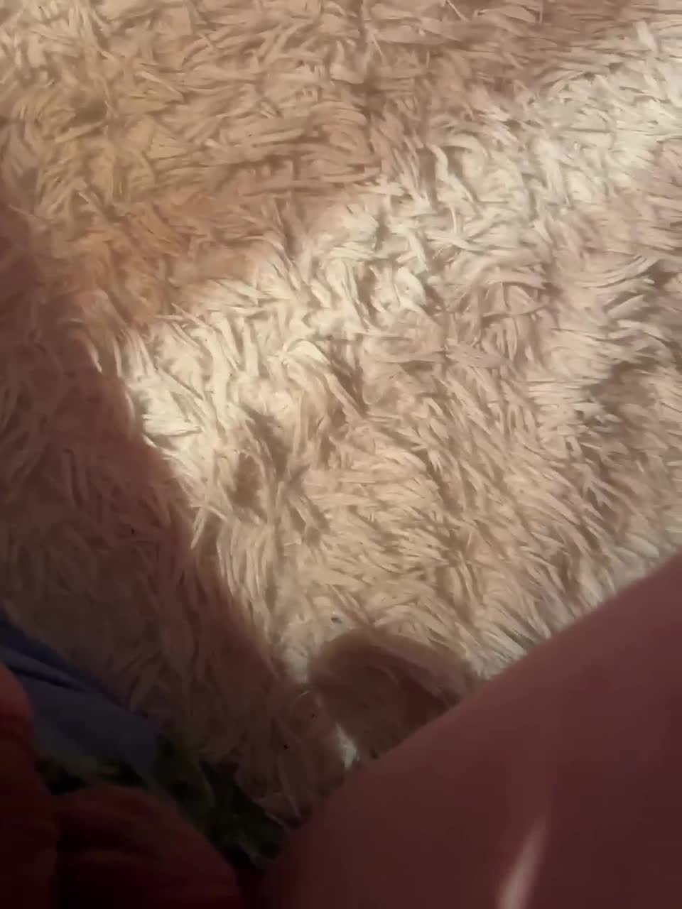 View or download file fierynight77 on 2024-11-11 from bongacams