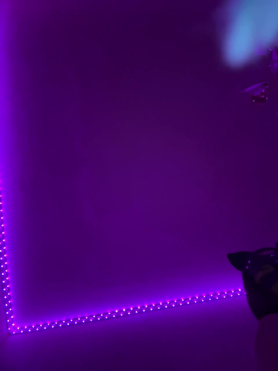 View or download file pointg_1 on 2024-12-01 from bongacams